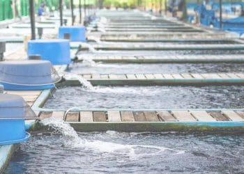 Dissolved oxygen คือ