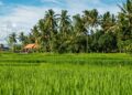 การปรับ pH ดิน (แก้ดินเป็นกรด-ด่าง)