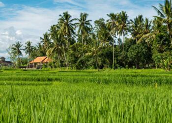 การปรับ pH ดิน (แก้ดินเป็นกรด-ด่าง)