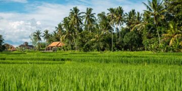 การปรับ pH ดิน (แก้ดินเป็นกรด-ด่าง)