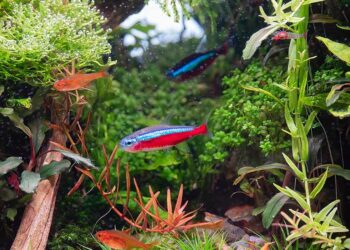 ความสำคัญของคลอรีนการเพาะเลี้ยงสัตว์น้ำ