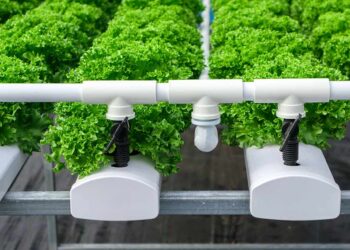 ปุ๋ยไฮโดรโปนิกส์คือ