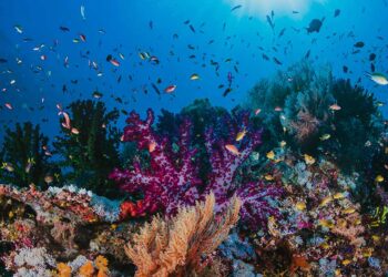 วัดความเค็มของน้ำ