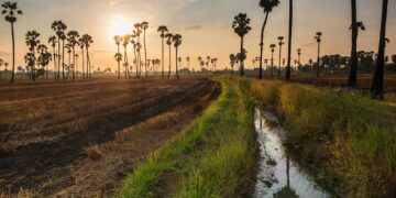 ค่า pH ของดินที่เหมาะสมต่อการปลูกพืช